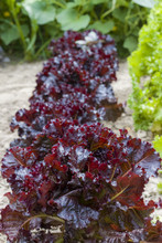 Lettuce Merlot Burpee Grows