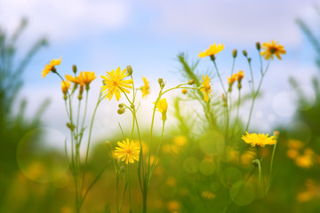 Wall Mural - Yellow wildflowers against a blue sky. Colorful flowers in the meadow in soft light. Spring and summer nature under the blue sky and clouds. Flowers in the meadow.