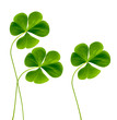 green clover leaves isolated on white background. St.Patrick 's Day