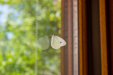 Close up view of a butterfly on a glass window