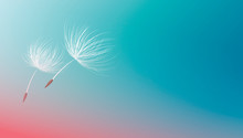 Dandelion Seeds Flying On Blue Background Vector Illustration