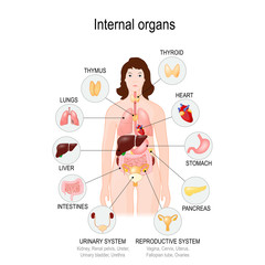 Wall Mural - internal organs of the human body