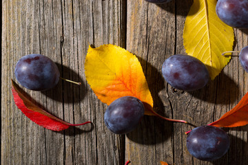 Canvas Print - plums and color autumn leaves on old wood table