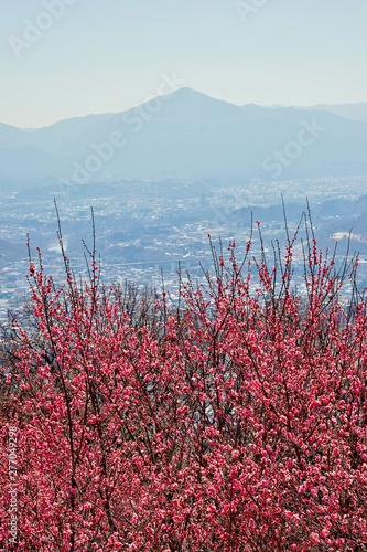 秩父連山と梅の花 Buy This Stock Photo And Explore Similar Images At Adobe Stock Adobe Stock