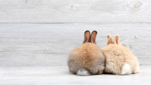 Lovely Bunny Easter Rabbit On Wooden Background. Beautiful Lovely Pets.