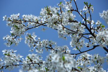 Wall Mural - Blossoming plum flowers on sunny blue sky background