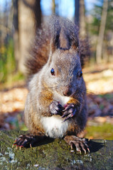 A squirrel with black fluffy fur sits on an old stump and eats nuts on a sunny day