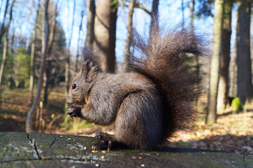 A squirrel with black fluffy fur sits on an old stump and eats nuts on a sunny day