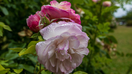 Wall Mural - Rose rot weiß