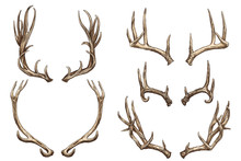 Vector Illustration. Hand Drawing On A Graphic Tablet. Set Of Deer Horns.