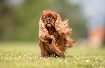beautiful happy dog breeds