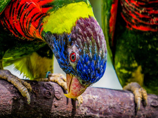 Lories (small to medium-sized arboreal parrots)