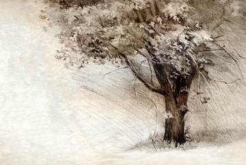 Tree. Pencil drawing on paper