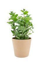 Mint Pot Isolated On White Background