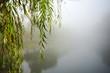 green lonely willow tree branch hangs over water of river or lake in foggy weather in autumn park...