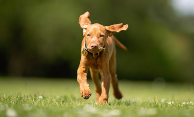 Portrait of beautiful dog breeds