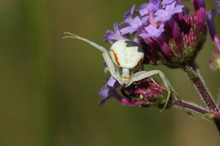 A White Crab Spider, Thomisidae, Misumena Vatia, Perched On A Flower Waiting For Its Prey To Land On The Flower And Nectar.