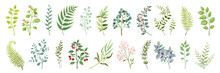 Botanic Elements. Trendy Wild Flowers And Branches, Plants And Leaves Green Collection. Vector Vintage Drawing Watercolor Greenery Illustration Floral Bouquet