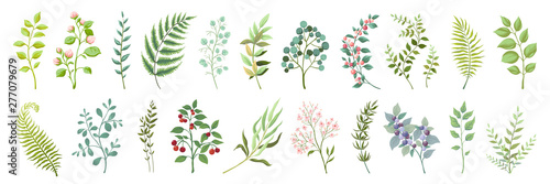 Botanic elements. Trendy wild flowers and branches, plants and leaves green c...