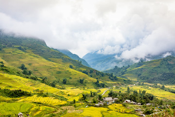 Wall Mural - Golden Season in North Western , Vietnam. The terraces here have a long history, and are very beautiful. 