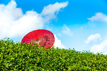 Wall Mural - Red umbrella in Tea field on the back ground is blue sky. Japan and Taiwan style