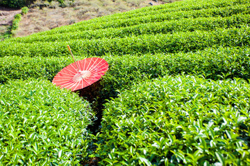 Wall Mural - Red umbrella in Tea field on the back ground is blue sky. Japan and Taiwan style