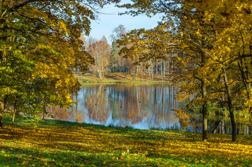  The carpet of yellow leaves covers the ground, trees in gold decoration, blue water in the lake.