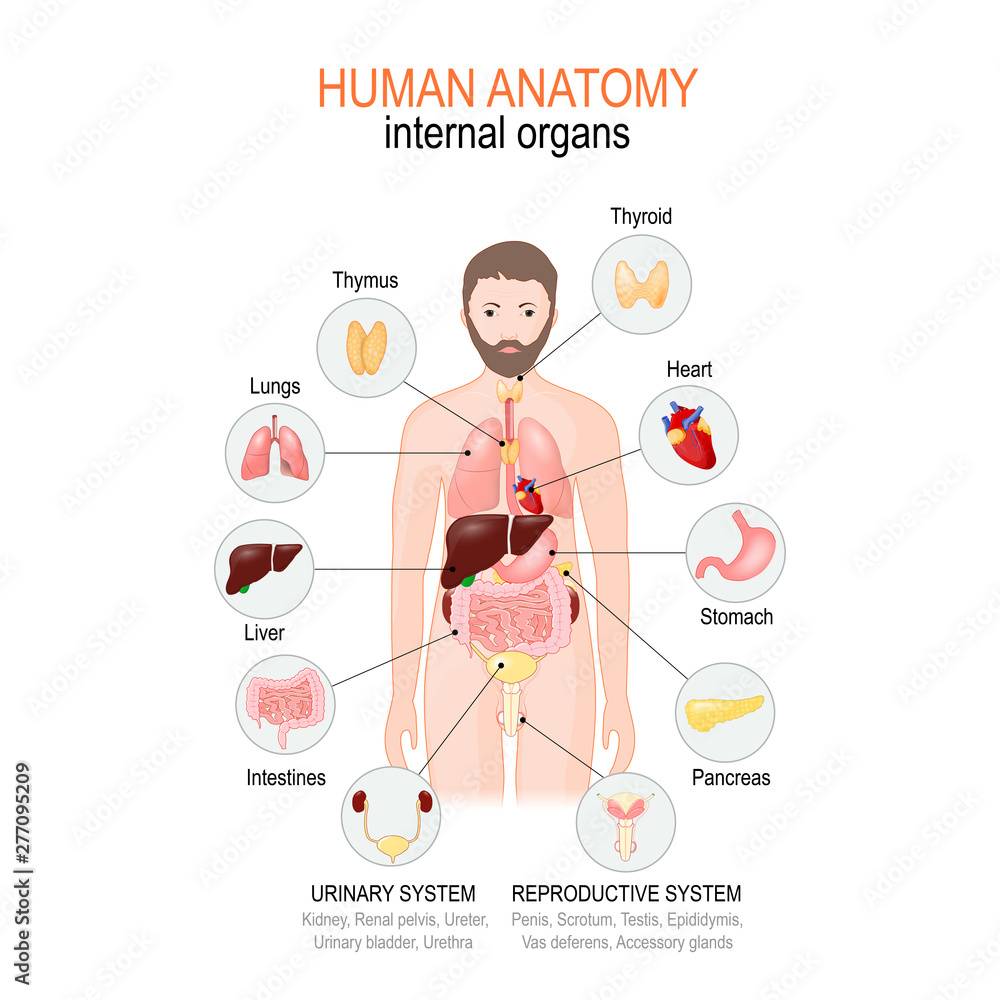 Anatomy of human body. internal organs of male. Stock Vector | Adobe Stock, image size:1000x1000
