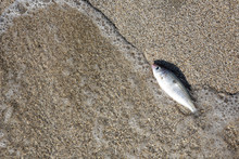 Little Fish On Sand At Beach.  Waves Threw Fish On The Sea Coast