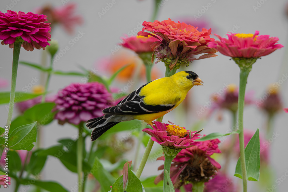 A yellow and black finch bird perches among purple, red, orange, and pink zinnia flowers