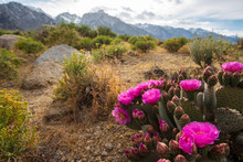 Pink Cactus Flowers Bloom In Desert Landscape Sierra Nevada Mountains California