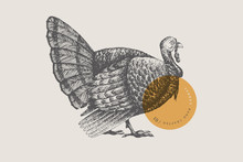 Retro Engraving Turkey. Hand-drawn Picture With A Poultry. Can Be Used For Menu Restaurants, For Packaging In Markets And Shops. Vector Vintage Illustrations.