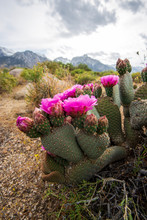 Pink Cactus Flowers Blooming In Desert Landscape Sierra Nevada Mountains California