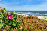 Fototapeta Fototapety z morzem do Twojej sypialni - dzika róża, plaża, morze
