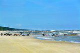 Fototapeta Fototapety z morzem do Twojej sypialni - Kormorany na plaży, morze, ptaki