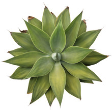 Cactus Plant Detail