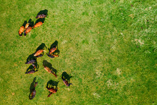 Birds Eye View Of Horses Grazing On Pasture