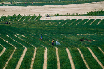 Wall Mural - farmer working on a field in asia