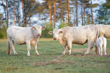 Two white Charolais cows with pierced ears standing outdoors on a green pasture with a hay on sunset