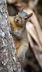 Poster - Wild Grey Squirrel On a Tree