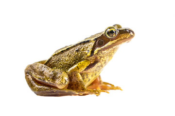 Wall Mural - Common brown frog on white background