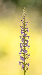 Sticker - Marsh Fragrant Orchid