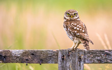 Little Owl Perched On Log