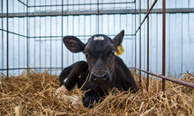 Young Calves On The Farm