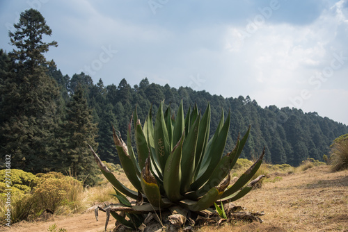 Photographie La Marquesa National Park, with the official name Parque Nacional Insurgente Miguel Hidalgo y Costilla is a National park in the State of Mexico, in central Mexico