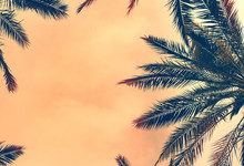 Date Palm Trees  Against  Sunset Sky. Beautiful Nature Background For Posters, Cards, Blogs And Web Design. Toned Effect