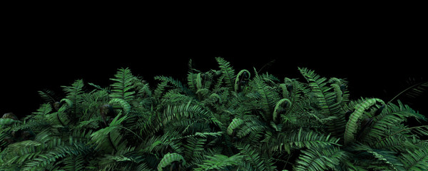 3d illustration bostonfern foliage on dark background