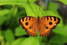 The Peacock Pansy (Junonia Almana) Butterfly On Leaf With Natural Green Background, Pattern Similar To The Eyes On The Wing Of Orange Color Insect