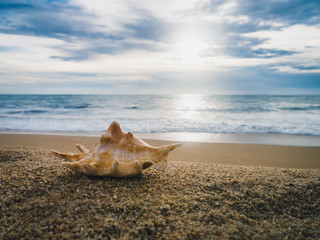 Wall Mural - sea shell on the beach