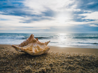 Wall Mural - sea shell on the beach